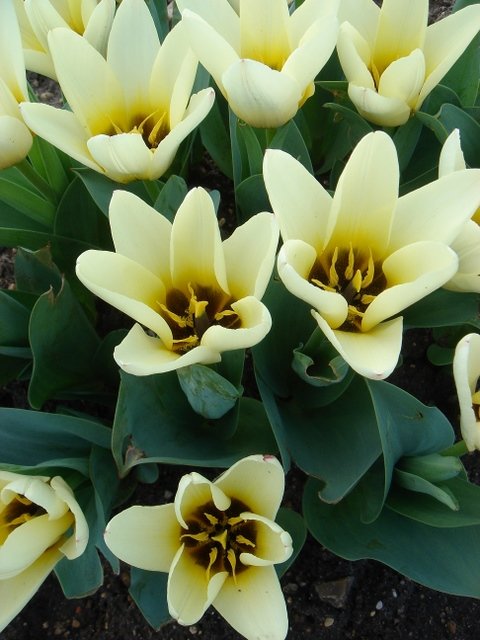 Tulipa fosteriana 'Concerto' PB 2